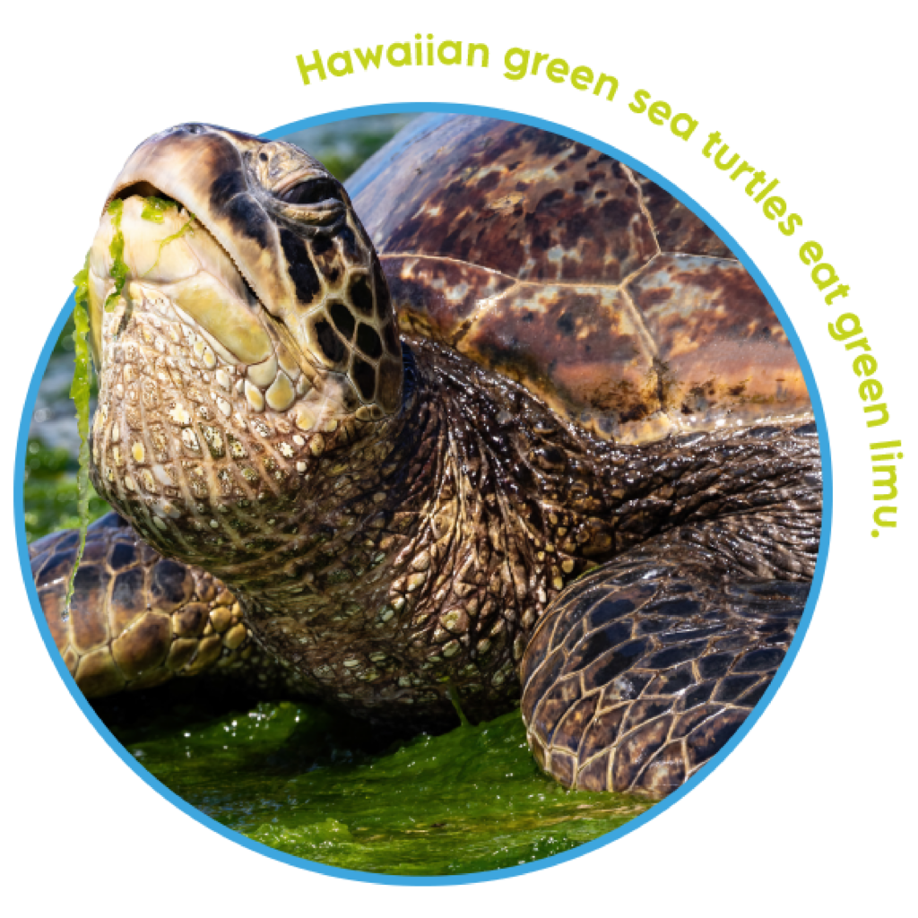 MOC Green Sea Turtle