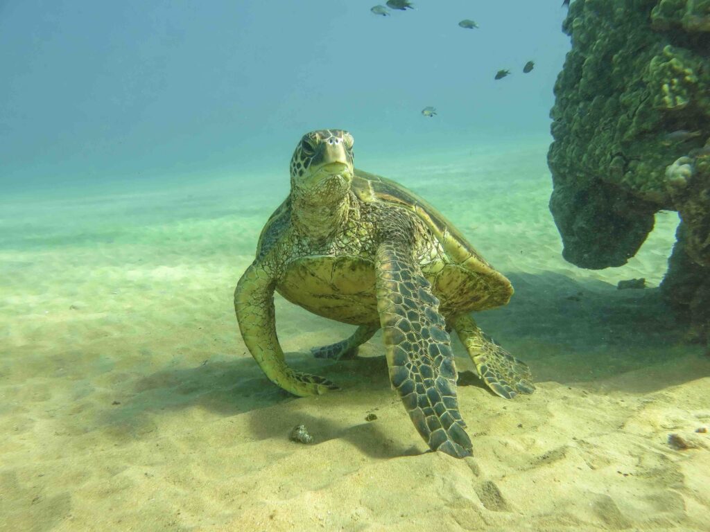 Sea Talk Sherry Ringer Turtle Photo