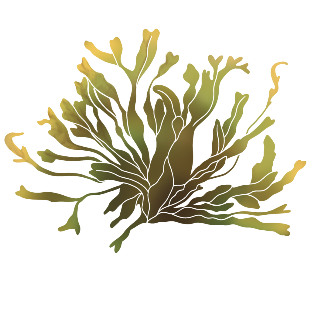 Color illustration of limu līpoa showing its golden-brown leaflike branches