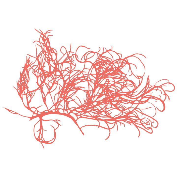 Huluhuluwaena-Pakeleawaʻa_Limu icon - coral