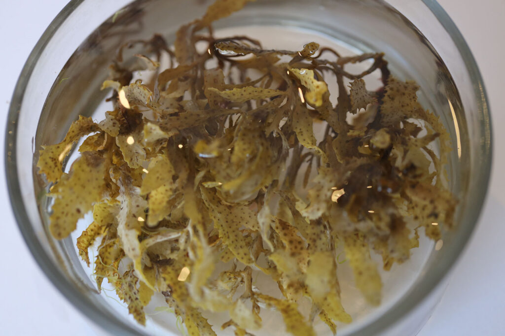 Limu Kala in clear glass bowl