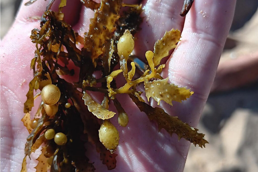 Holding Kala Limu at beach