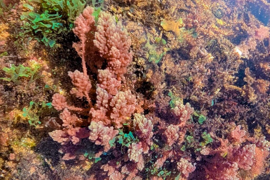 Pink limu kohu growing attached to rock in shallow Hawaiian waters