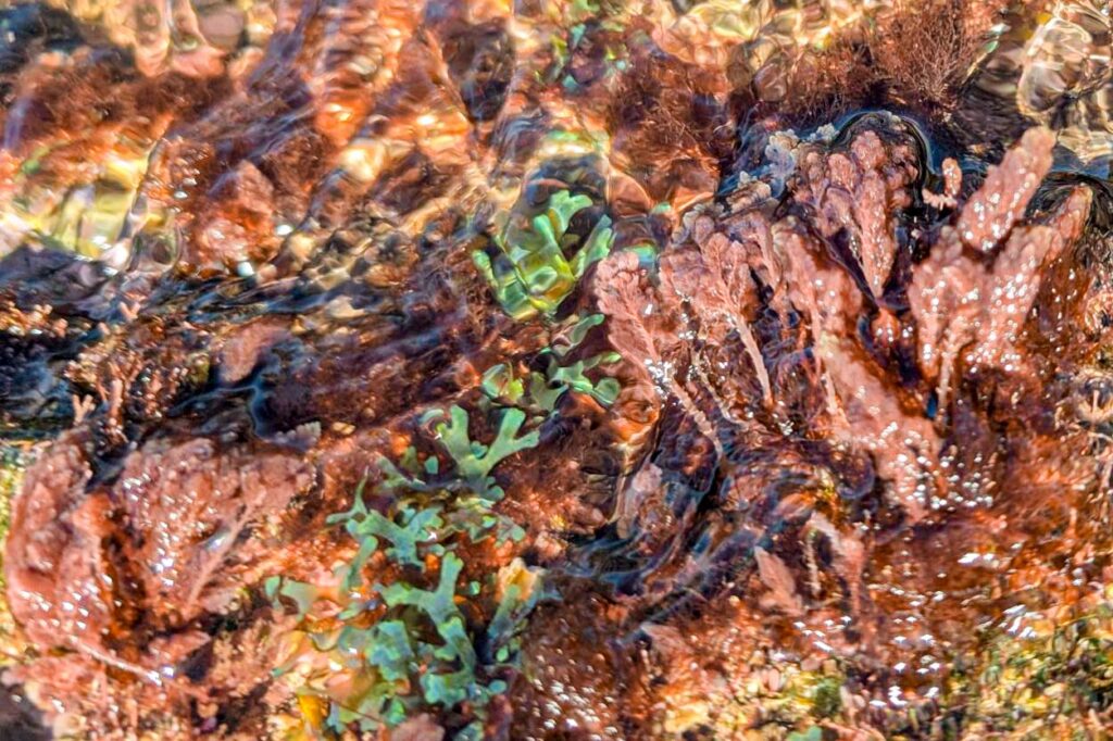 Pink limu kohu growing in a rocky intertidal habitat in Hawaiʻi