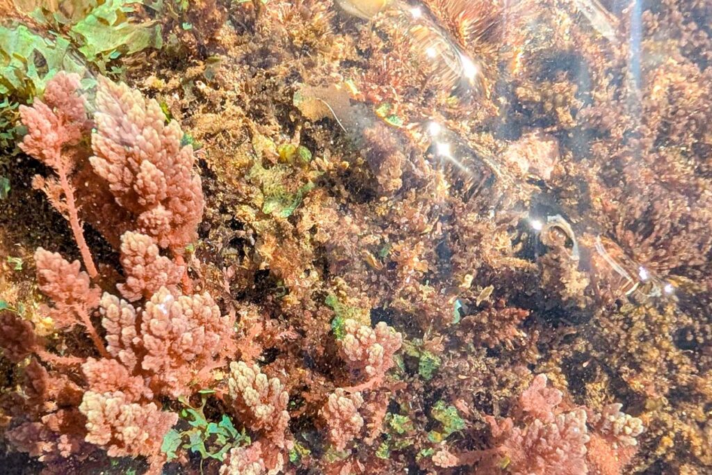 Limu kohu growing naturally on a shallow rocky reef in Hawaiʻi