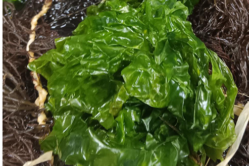 MOC Limu Pālahalaha lei materials