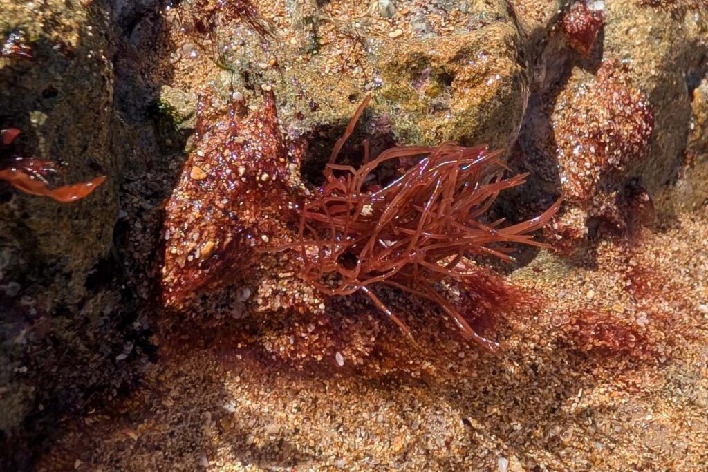 Dark red limu manauea showing its slender branching form