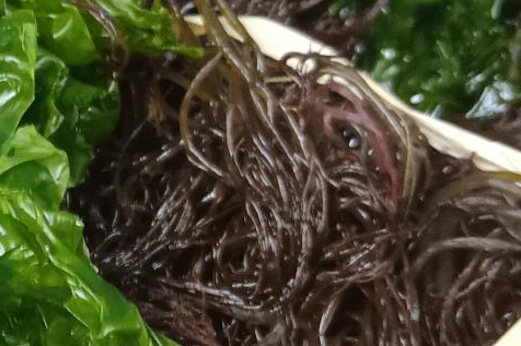 Limu manauea growing among rocks in a shallow Hawaiian tidepool