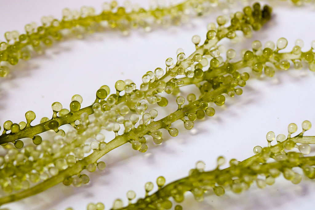 Close-up of sea grapes limu showing its small green bead-like branches