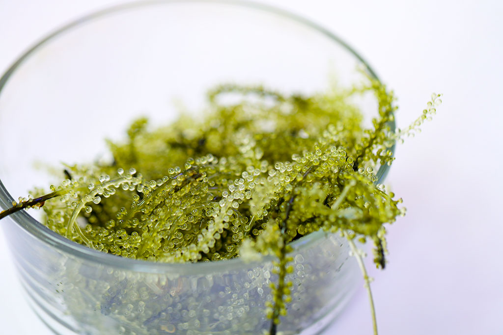 Sea grapes limu gathered in a clear glass bowl