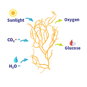 PHOTOSYNTHESIS icon