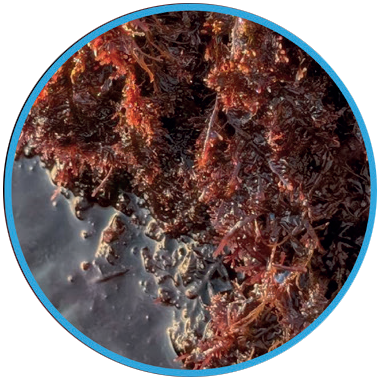 red-limu-icon