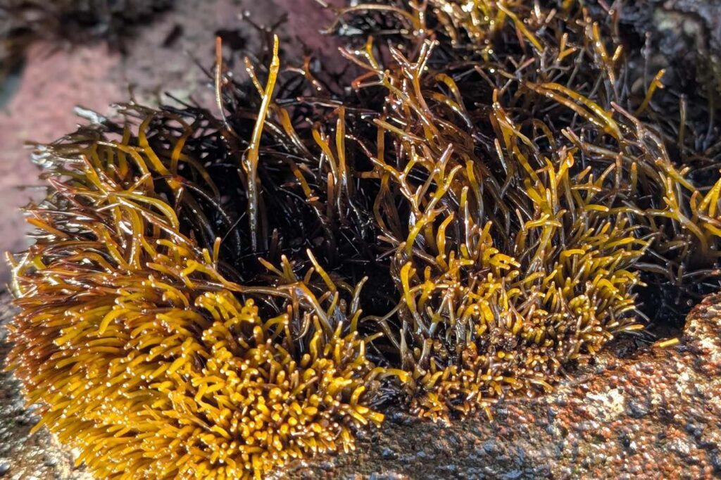 Golden and deep red limu ʻakiʻaki growing in dense clumps on a rocky shore