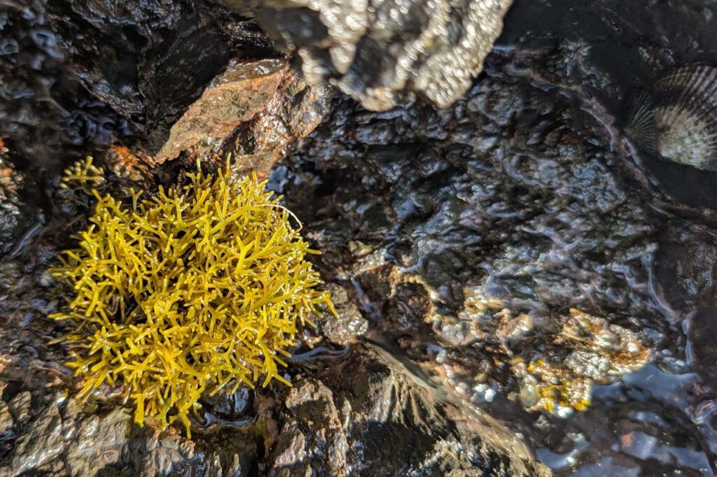 Limu ʻakiʻaki growing on basalt rock in a Hawaiian intertidal habitat