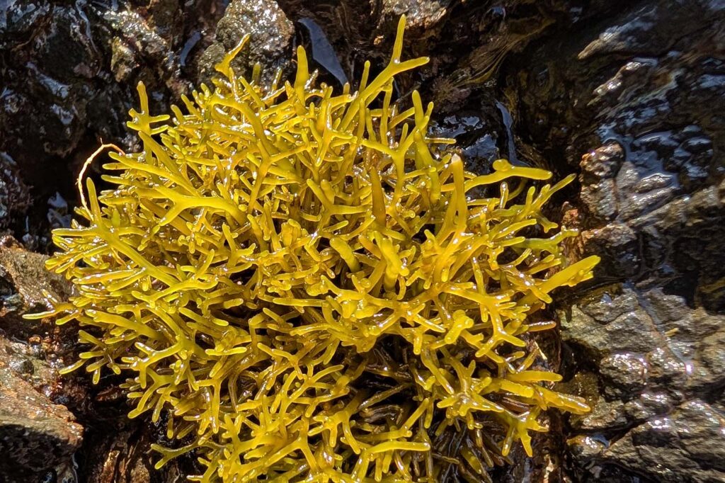 Bright golden limu ʻakiʻaki growing on dark lava rock in Hawaiʻi